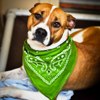 Pitties for St. Pat's Day!